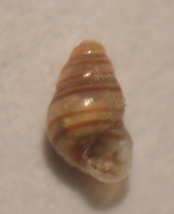 Tubbreva micrometrica?